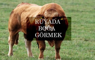Rüyada boğa görmek