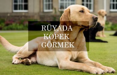 Rüyada köpek görmek