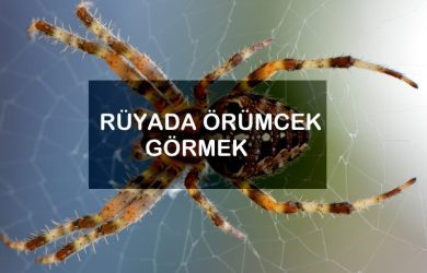 Rüyada örümcek görmek