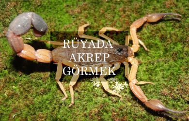 rüyada akrep görmek