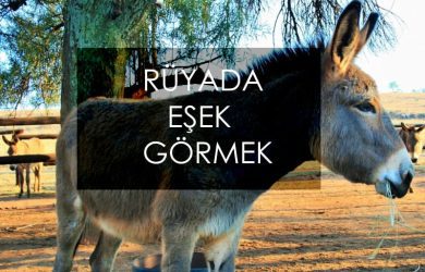 rüyada eşek görmek