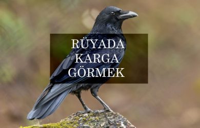 rüyada karga görmek