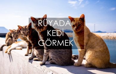 rüyada kedi görmek