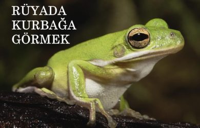 rüyada kurbağa görmek