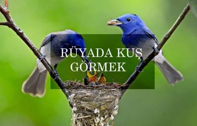 rüyada kuş görmek