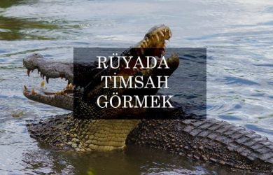 rüyada timsah görmek
